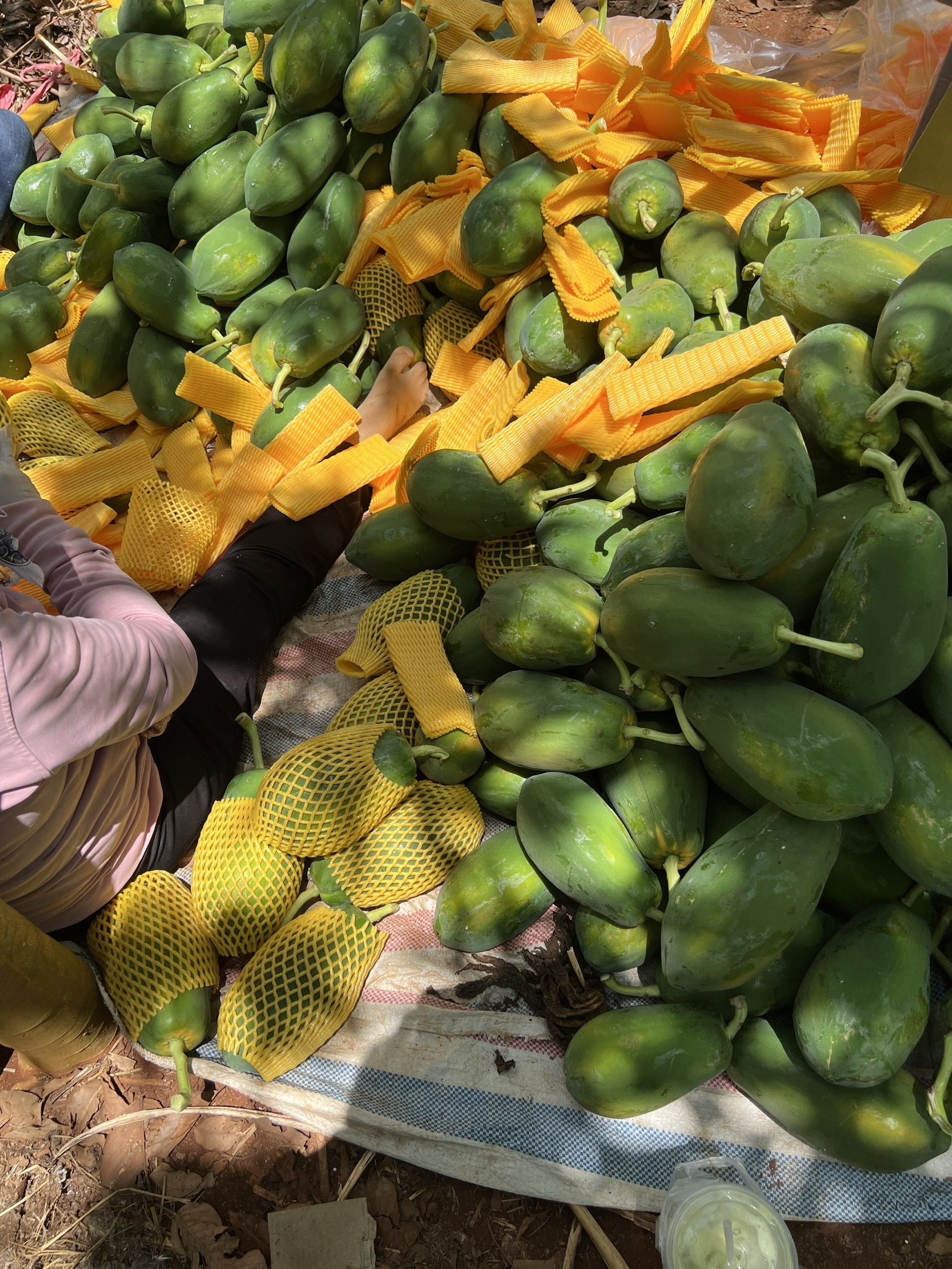 OCOP - Cortab - Đu đủ nhà vườn